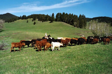 Canada-Alberta-Porcupine Hills Cow Camp